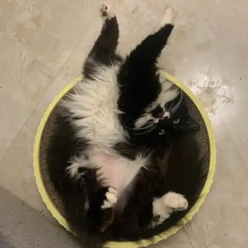 加菲猫英短猫四只猫和谐相处