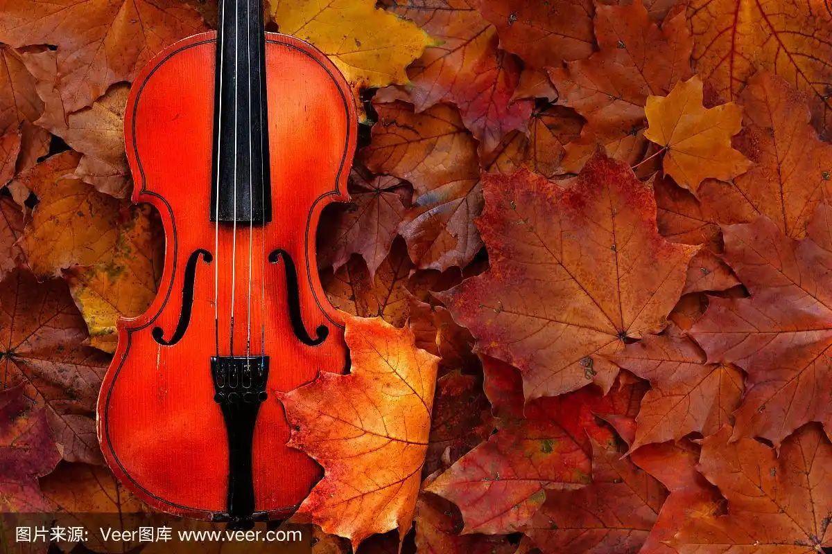 古典式,小提琴,黄色,秋天,风景