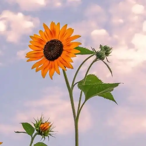 朋友圈文案##朋友圈文案##朋友圈分享##文案##今日文案##壁纸##头像