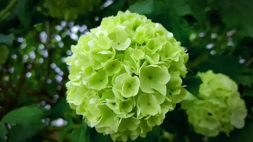 【田螺摄影】少见的绿色小绣球花