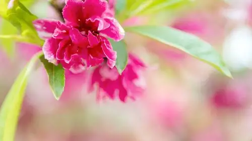 夏季里的粉色少女心