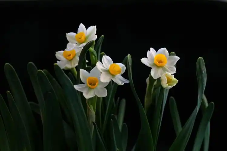 水仙花开