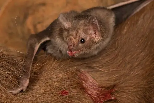 在墨西哥,一只吸血蝙蝠正在牲畜身上吸血.