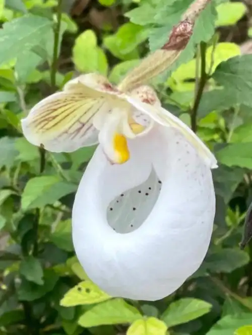 深山中的野生兜兰