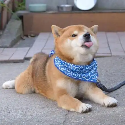 doge略略略小舌头 - 略略略小舌头太可爱了