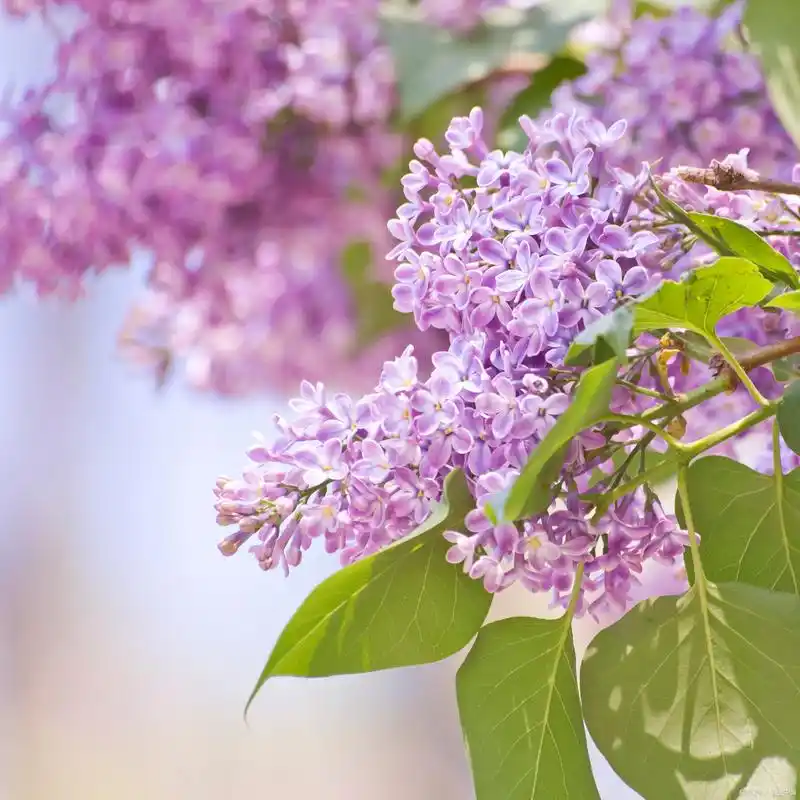 丁香花:清新芳香的紫色浪漫