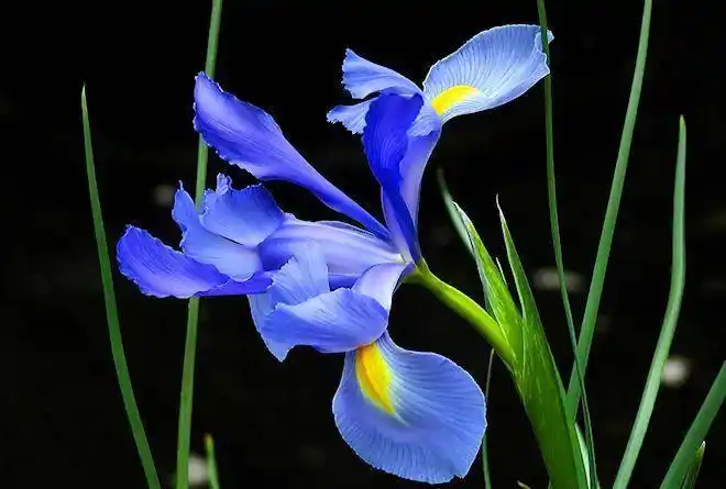 1,不同颜色的鸢尾花代表着不同的寓意,紫色鸢尾代表智慧尊重,蓝色寓意