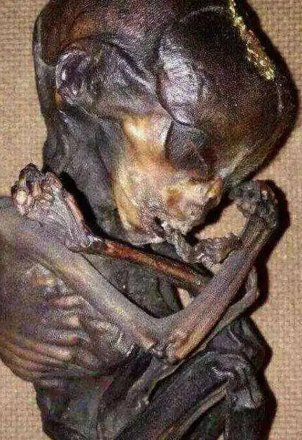 养小鬼涂尸油这些明星想火想疯了