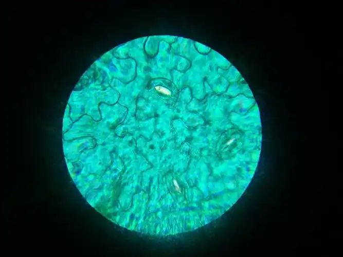 蚕豆叶表皮!那是什么?