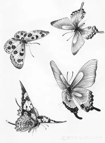 国画基础教程工笔蝴蝶画法与线描画谱