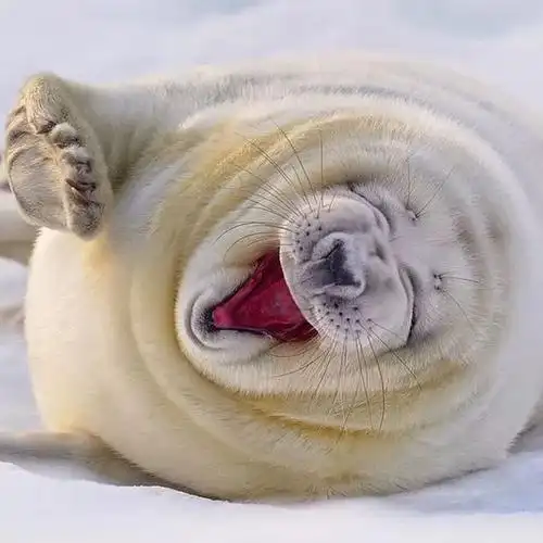 ▼真是太好笑了,我都笑趴了