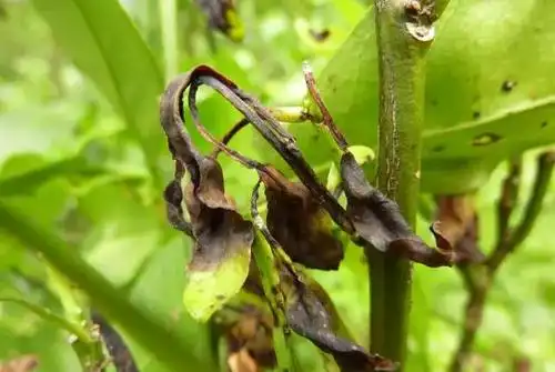 柑橘褐斑病高峰将至,请抓紧防范!