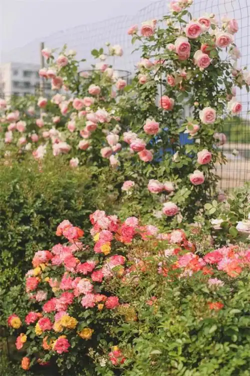 荆门城区惊现"仙境花园",朋友圈都转疯了,现在不要门票…太美了!