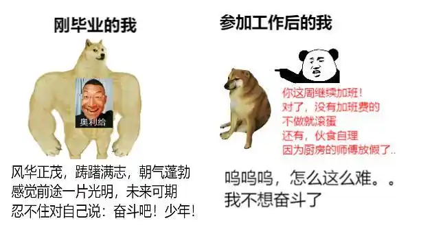 恶搞了一把swoledoge肌肉柴犬和小废柴的对比图自制