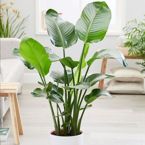 天堂鸟盆栽客厅大盆好养绿植室内植物进化空气鹤望兰