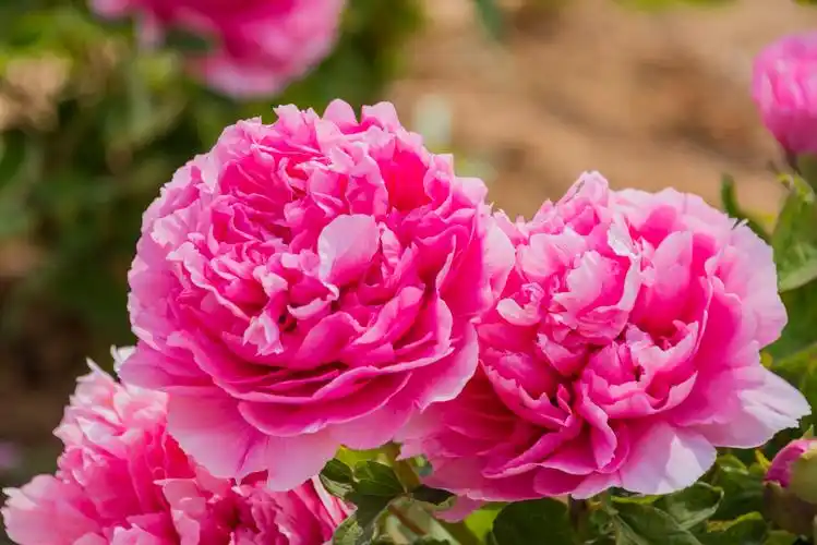 人间四月天,唯美牡丹花 - 美篇