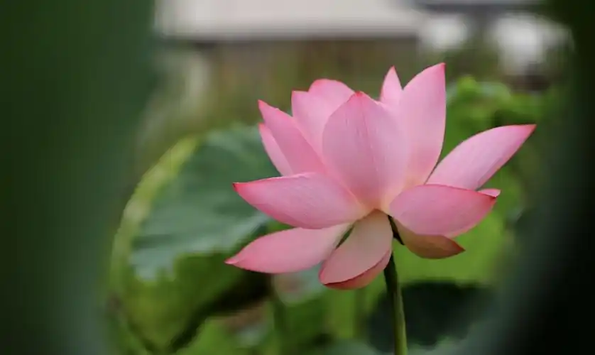 炎炎夏日.气温连续爬升.荷塘荷花悄悄绽放.找一处荷花盛开之地.