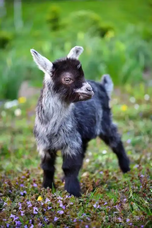 一只可爱的山羊宝宝站在绿色的草坪上