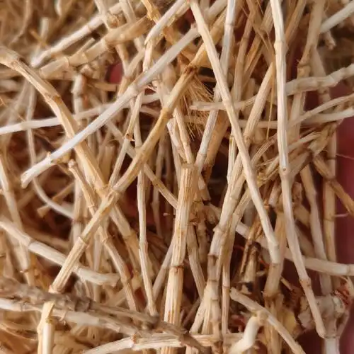 白茅根(白茅根与芦根的区别与功效)