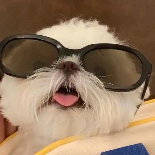 狗狗头像分享墨镜一戴谁也不爱