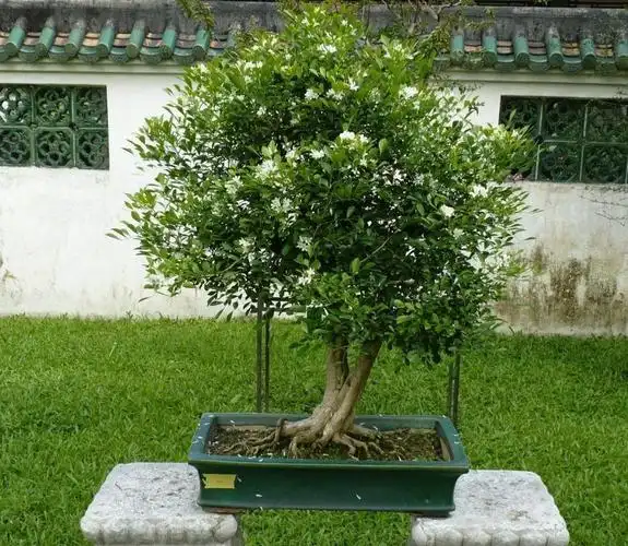 九里香图片_九里香图片大全大图 - 植物图片 - 四季盆栽