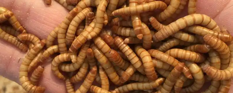 面包虫变成甲虫怎么让它繁殖变成甲虫后多长时间产子