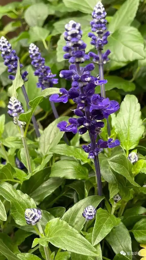 蓝花鼠尾草(唇形科 鼠尾草属)