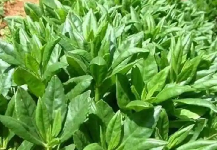 人参菜又称"东洋菜",以采收嫩茎叶或地下膨大肉质根供食用,茎叶柔软多