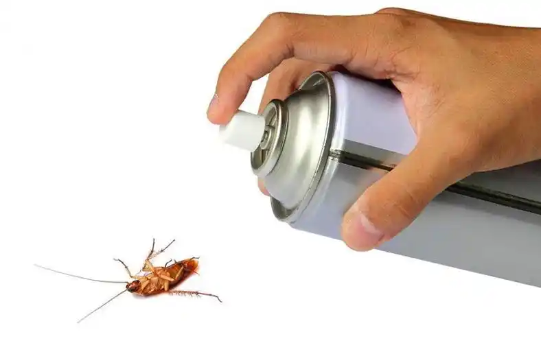 蟑螂的天敌有多厉害?大脑被控制,成为孵卵器!