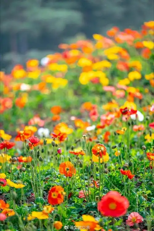 昭化很好,值得一来6015    春天,是大自然苏醒的季节,也是踏青