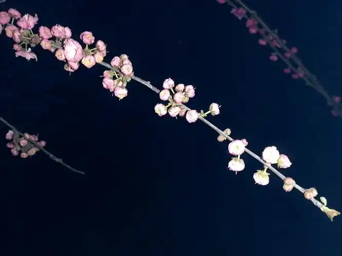 夜晚的花多了几分妩媚