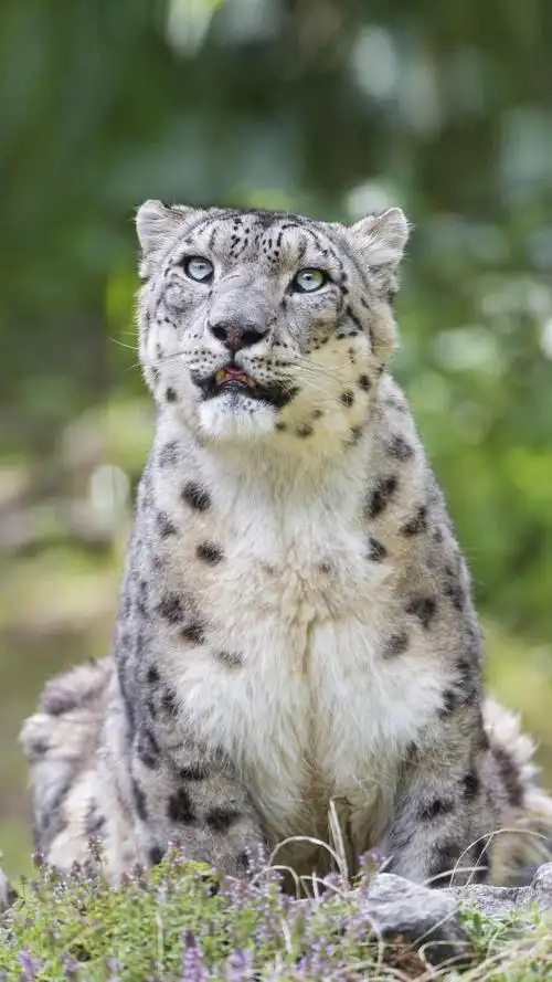 猫科动物的颜值担当