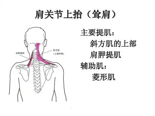 肩关节上抬(耸肩) 主要提肌: 斜方肌的上部 肩胛提肌 辅助肌: 菱形肌