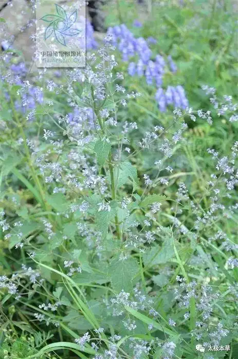 蓝萼香茶菜见过吗能清热解毒活血化瘀