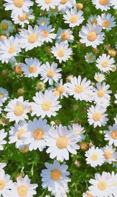 ins风小雏菊壁纸