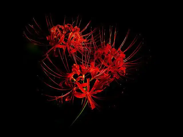 2020年农历八月初一的日子如何可以出殡吗