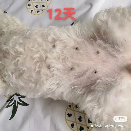 家养泰迪配种后记录29天