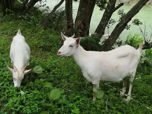 农村山羊 - 美篇