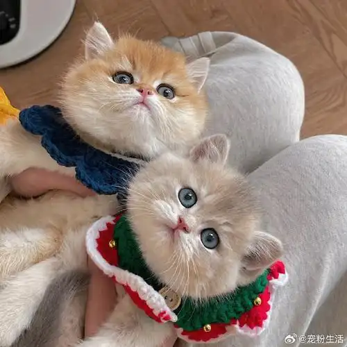 做为一个资深猫奴,每天睁开眼就能看到那么可爱的宝宝,那是一件多