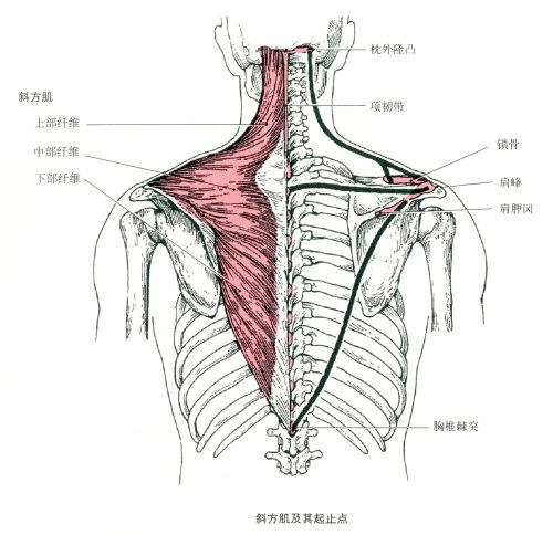 无忧文档 所有分类 斜方肌的解剖 斜方肌的解剖 斜方肌 部位 :项部及