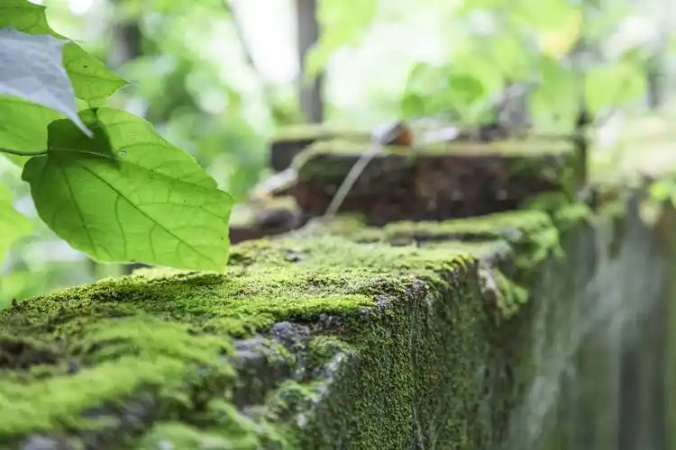 绿色植物苔藓ppt背景图