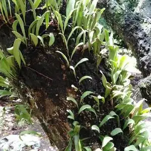 龙眼树寄生上树莲新鲜抱树莲桂圆树寄生茶上木蛇树苇500克