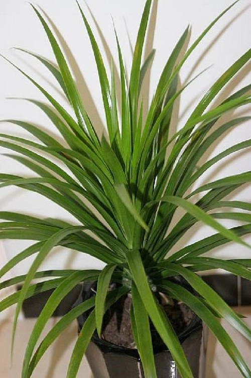 喜欢养花,不妨试试"富贵之花"龙雪兰,绿叶繁多,层层叠叠