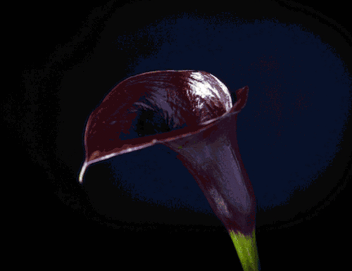 随温度变化而变色的"变色花",你见过吗?