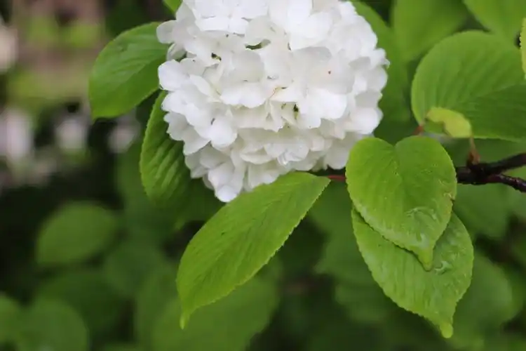 琼花(白绣球花)开在农历三月末