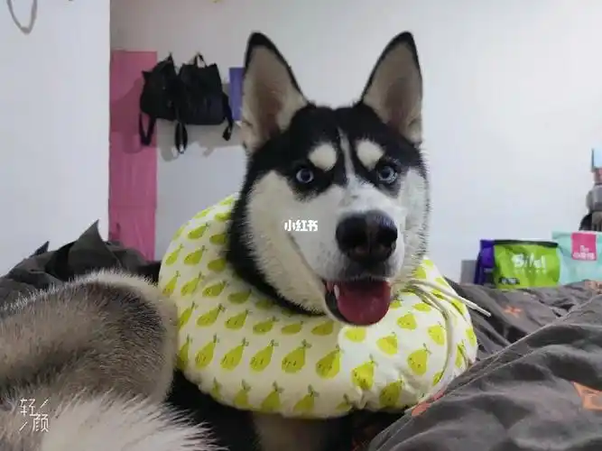 养哈士奇的姐妹们看过来了