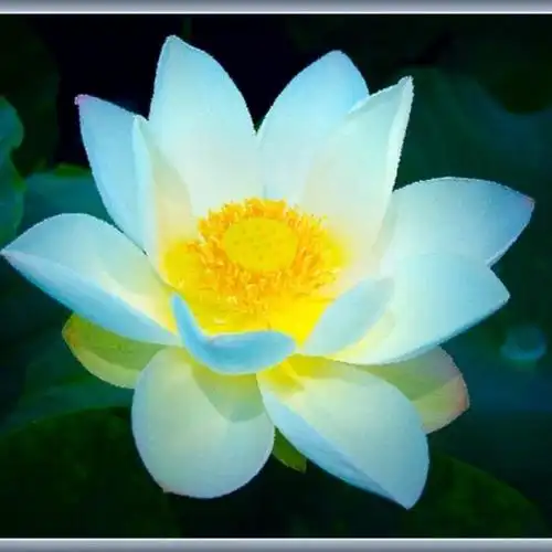 妙莲花-南无阿弥陀佛- 全民k歌,ktv交友社区