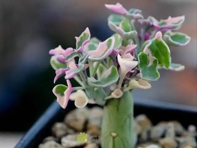 学会这种养护方法七宝树生长更加旺盛