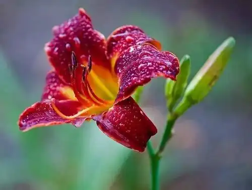 丨紫 萱 / 忘 忧 草丨她变成了虞美人草,年年在春末夏初这段时间开花