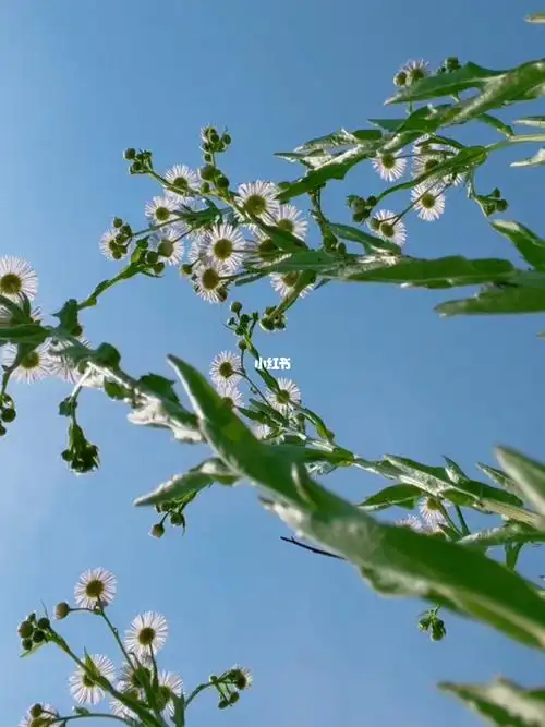 清新淡雅的小雏菊